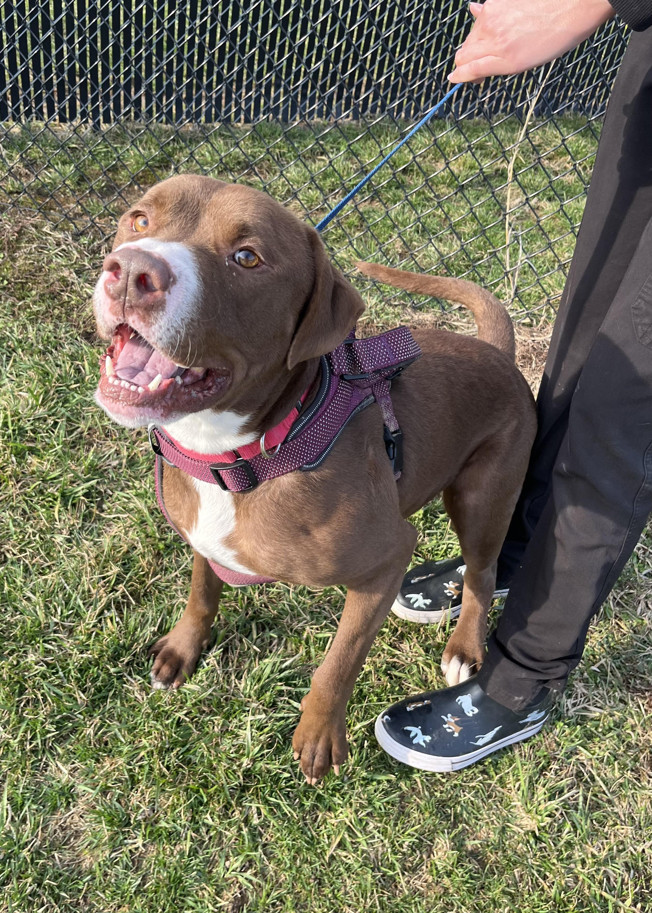 Enlarge Bubba, a Adoptable Pit Bull Terrier in Seville, OH image 2/4