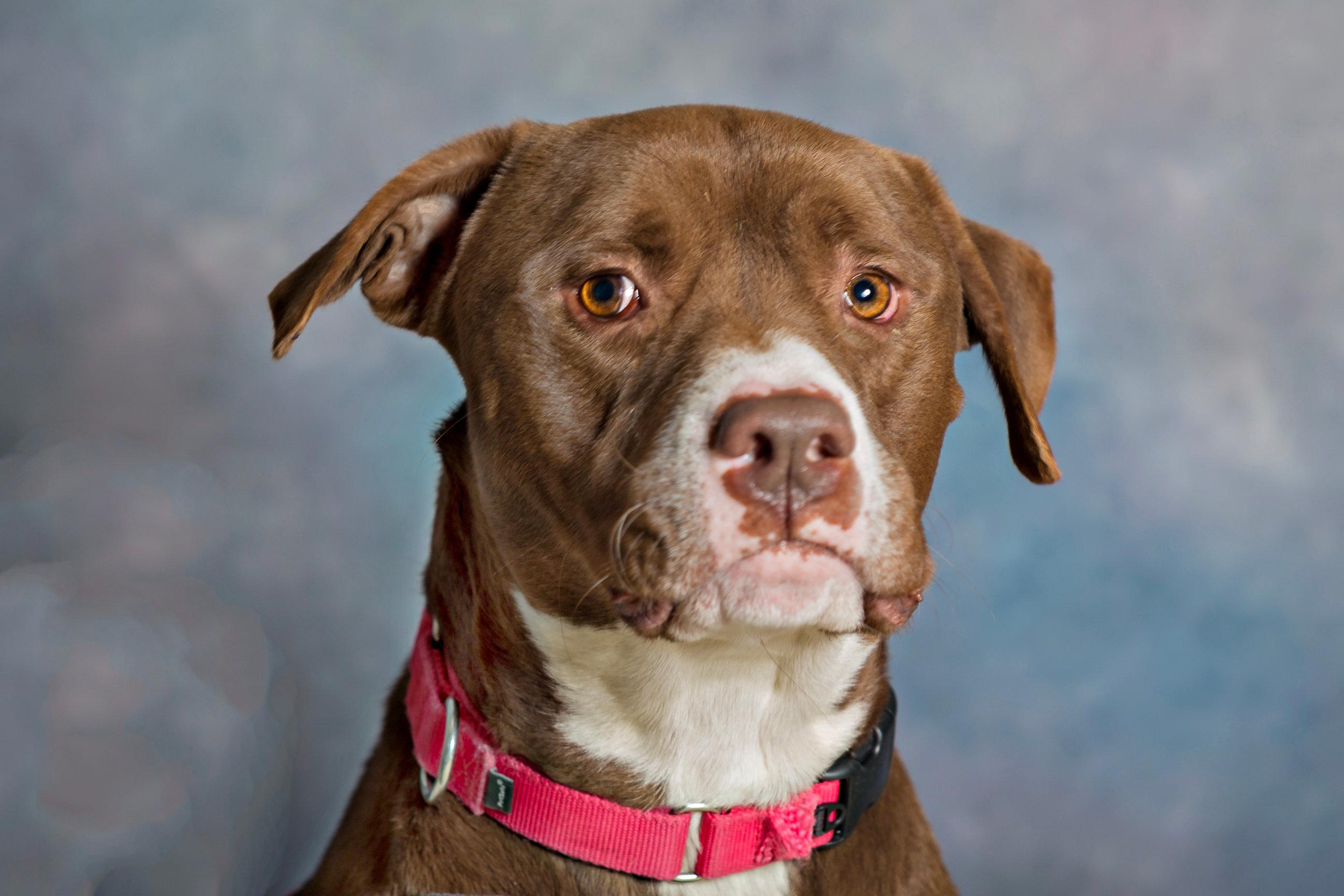 Enlarge Bubba, a Adoptable Pit Bull Terrier in Seville, OH image 1/5