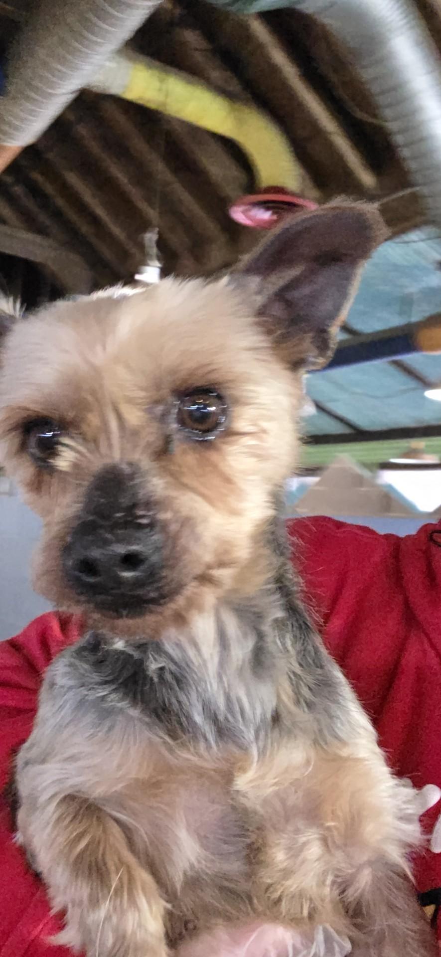 Henna, a ADOPTABLE Yorkshire Terrier in Toledo, OH image 1/2