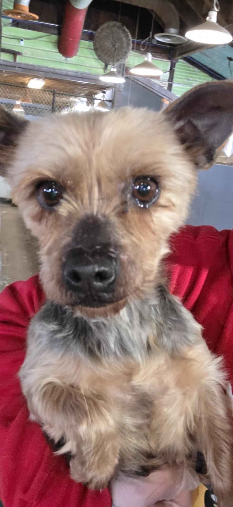 Henna, a ADOPTABLE Yorkshire Terrier in Toledo, OH image 2/2