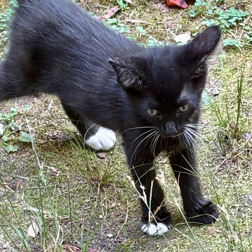 Midnight, a ADOPTABLE Domestic Short Hair in Gastonia, NC image 3/3