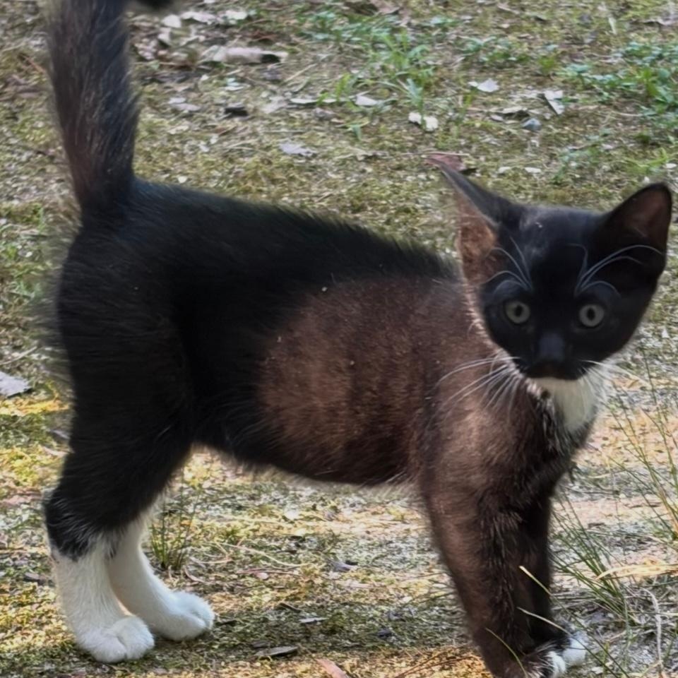 Midnight, a ADOPTABLE Domestic Short Hair in Gastonia, NC image 2/3