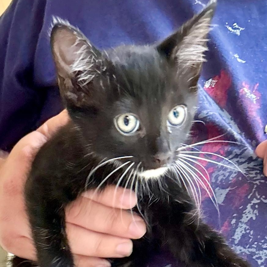 Midnight, ADOPTABLE, Kitten Male Domestic Short Hair.