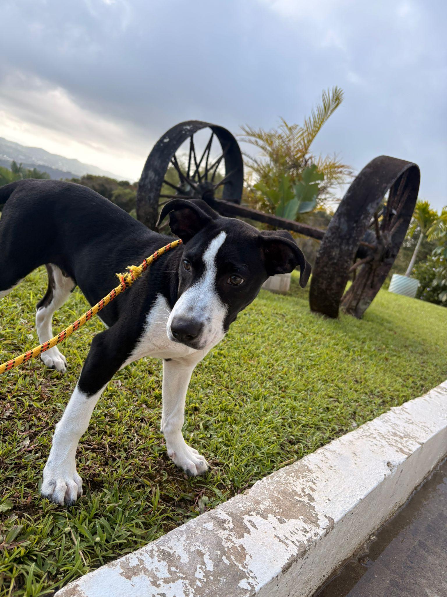 Rudolph, a ADOPTABLE Mixed Breed in Morristown, NJ image 1/6