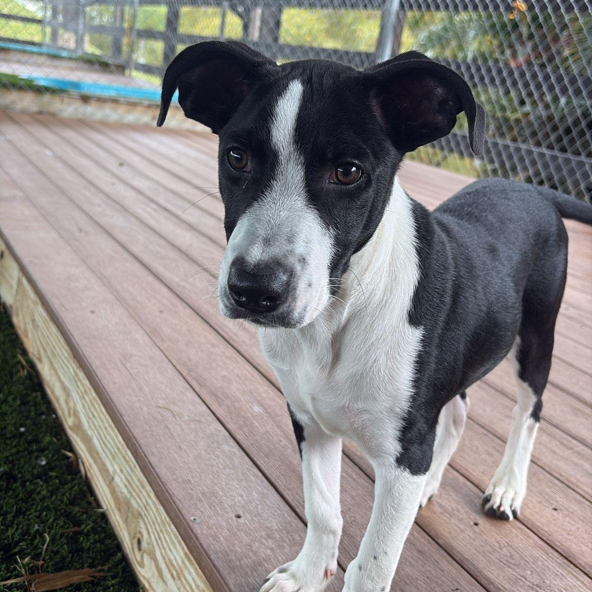 Rudolph, ADOPTABLE, Puppy Male Mixed Breed.