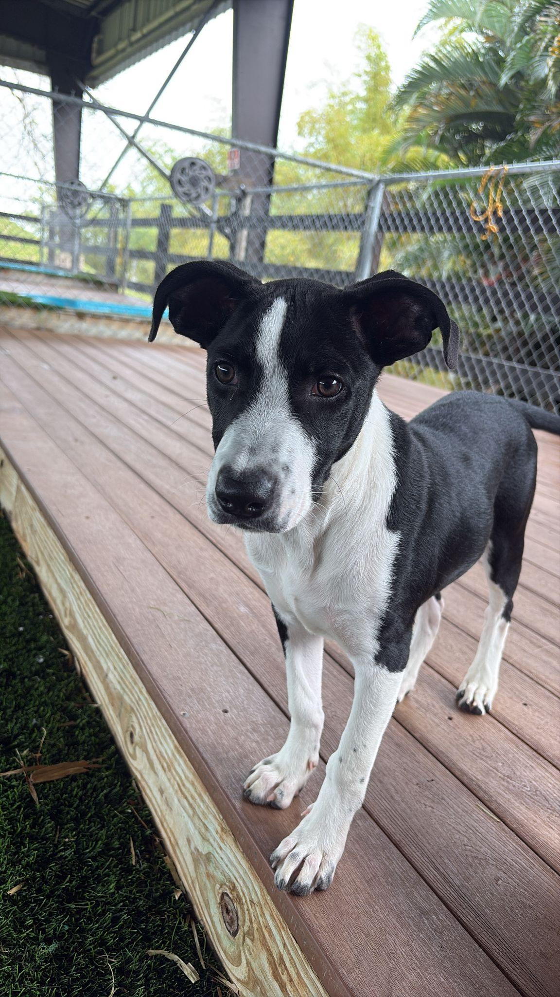 Rudolph, a ADOPTABLE Mixed Breed in Morristown, NJ image 4/6