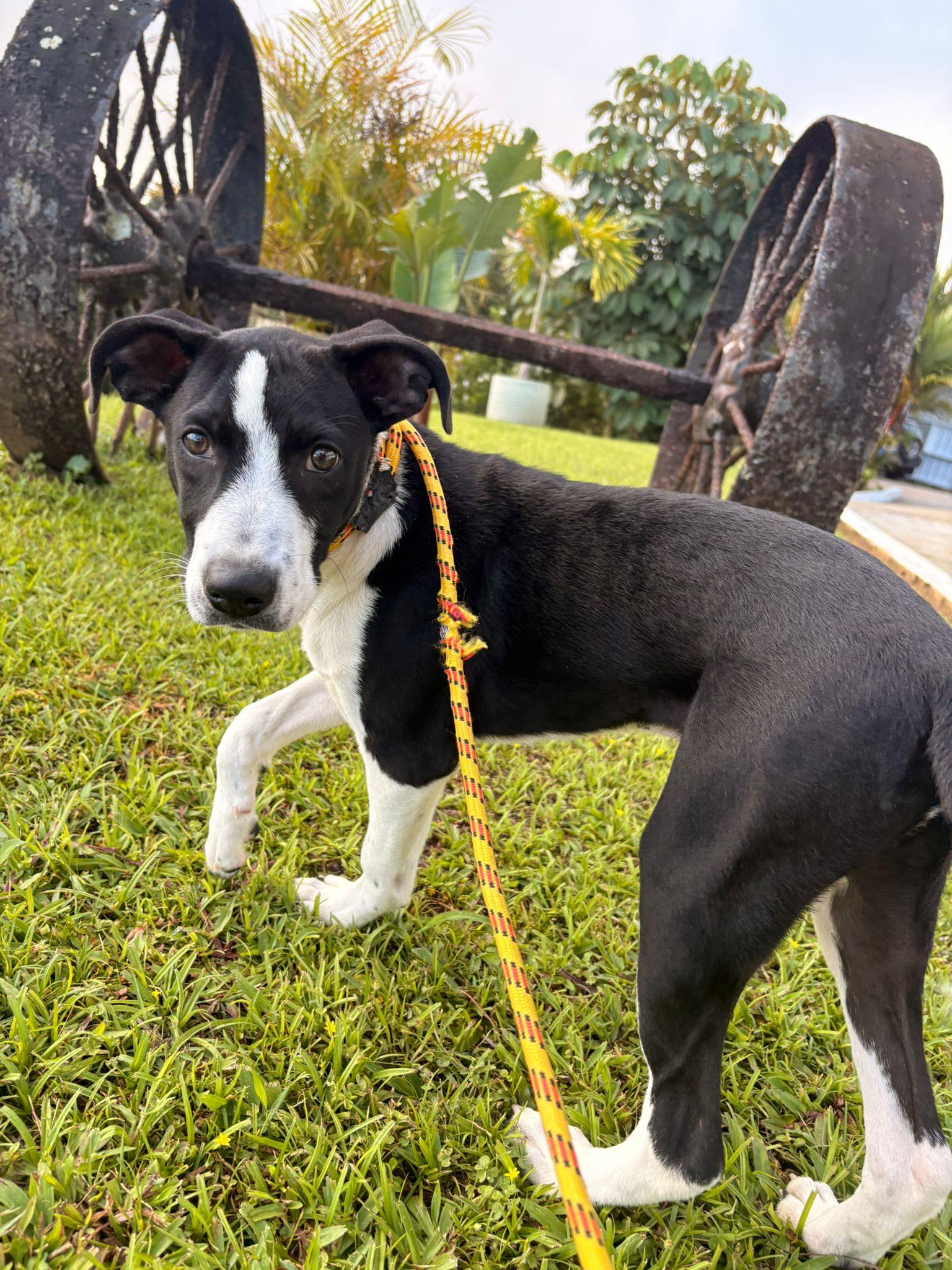 Rudolph, a ADOPTABLE Mixed Breed in Morristown, NJ image 2/6