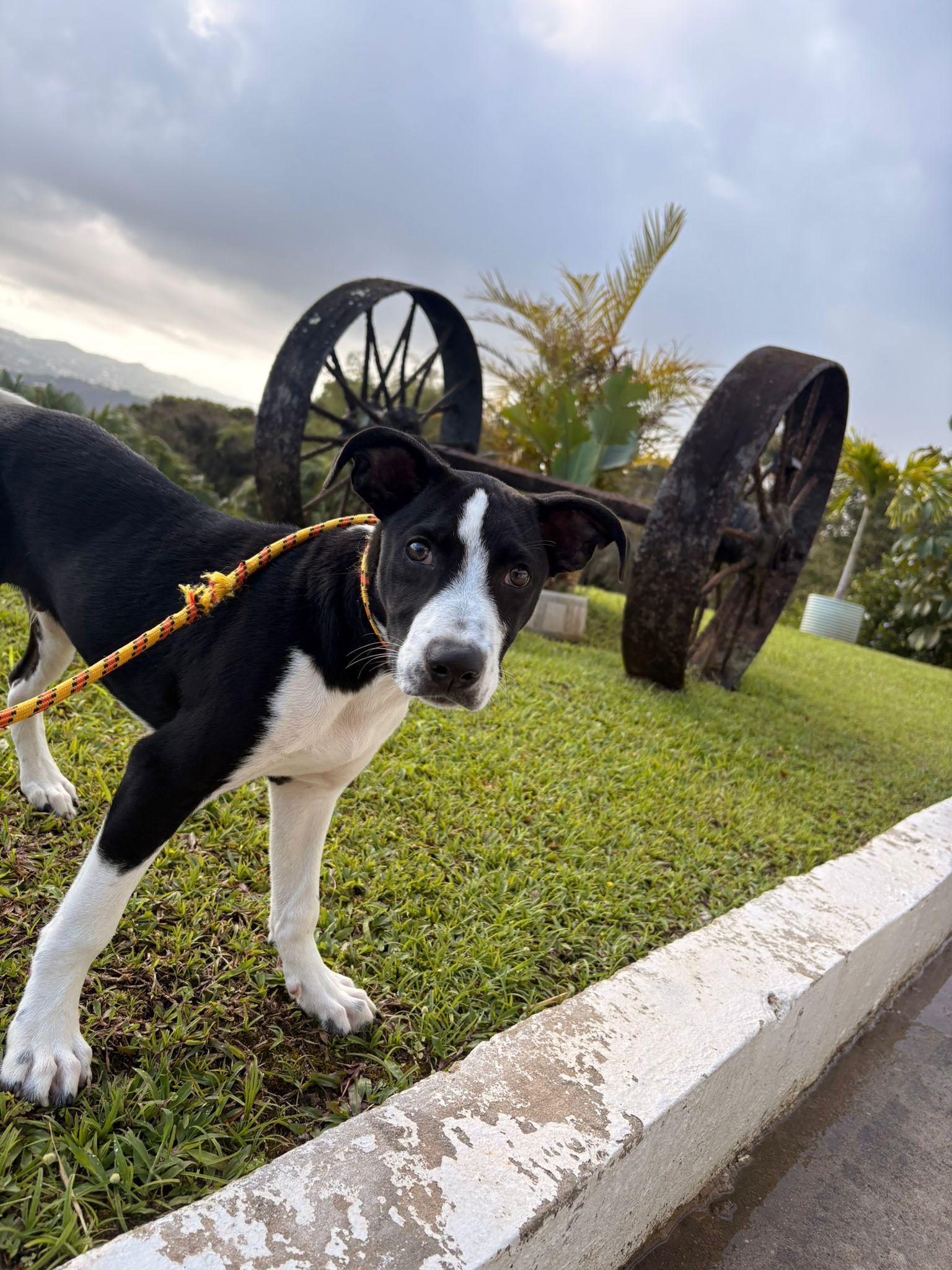 Rudolph, a ADOPTABLE Mixed Breed in Morristown, NJ image 3/6