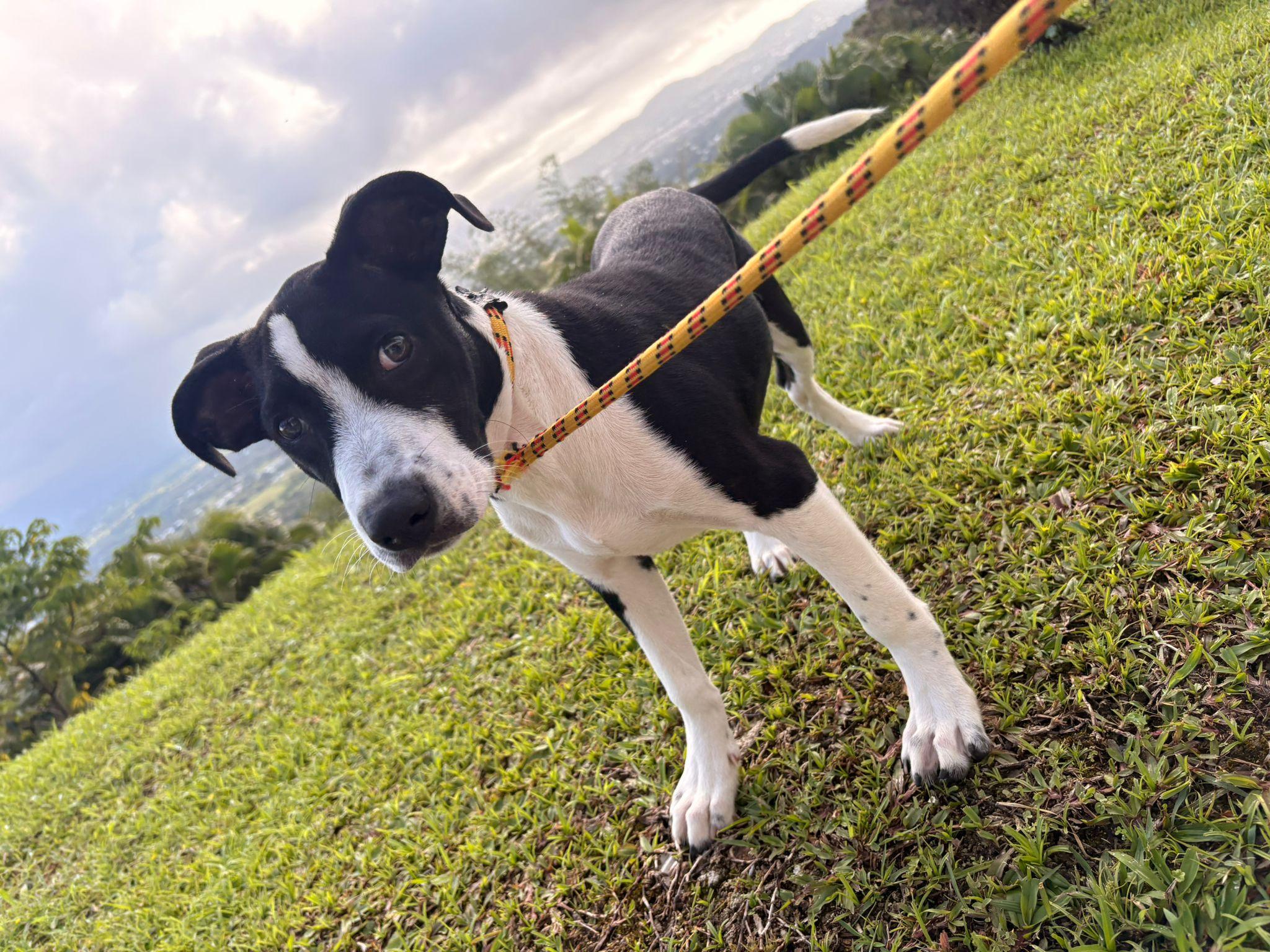 Rudolph, a ADOPTABLE Mixed Breed in Morristown, NJ image 6/6