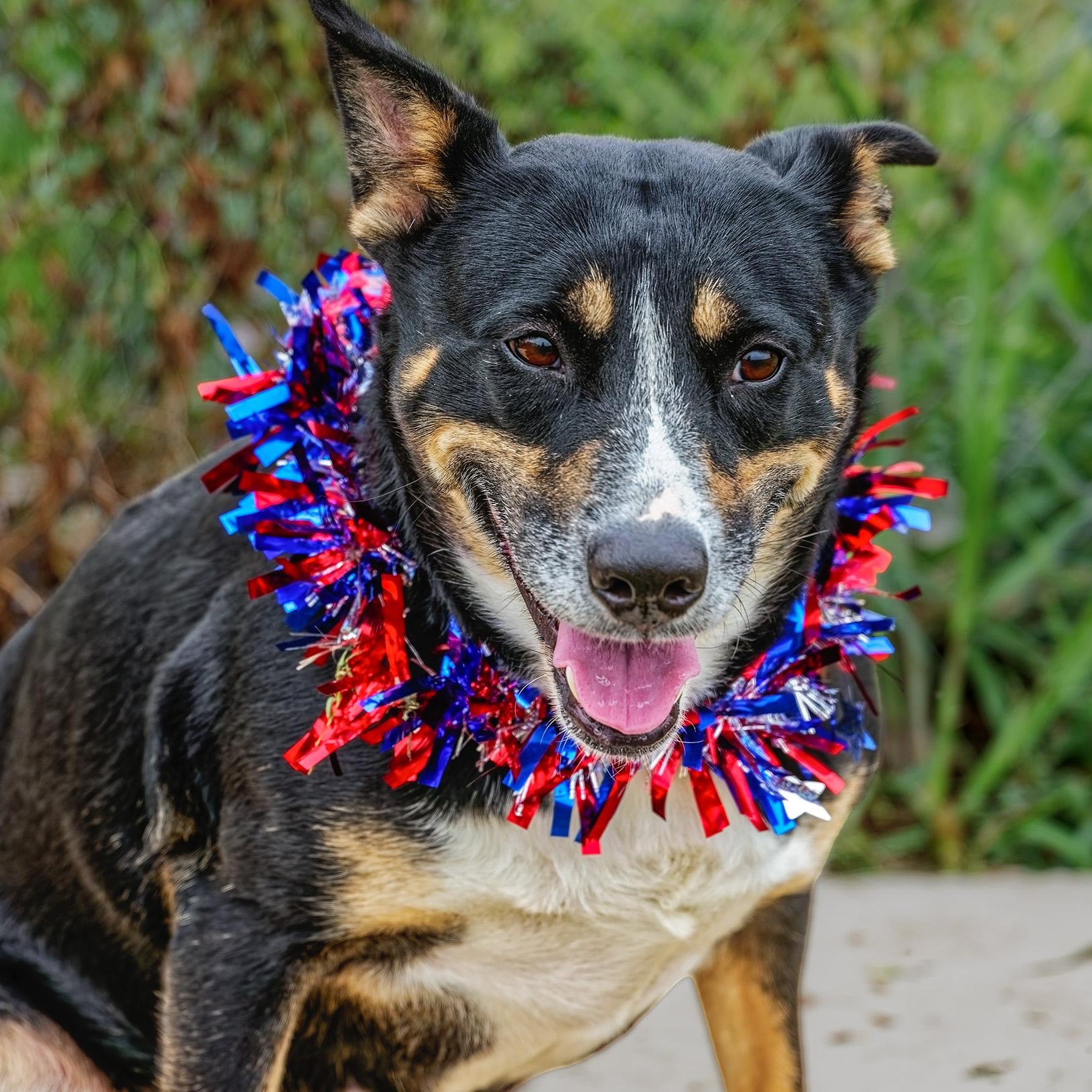 Enlarge Missy, an adopted mixed breed in Clarinda, IA image 3/5