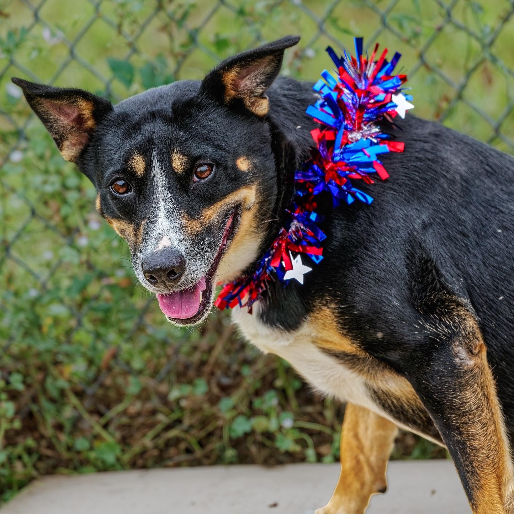 Enlarge Missy, an adopted mixed breed in Clarinda, IA image 2/5