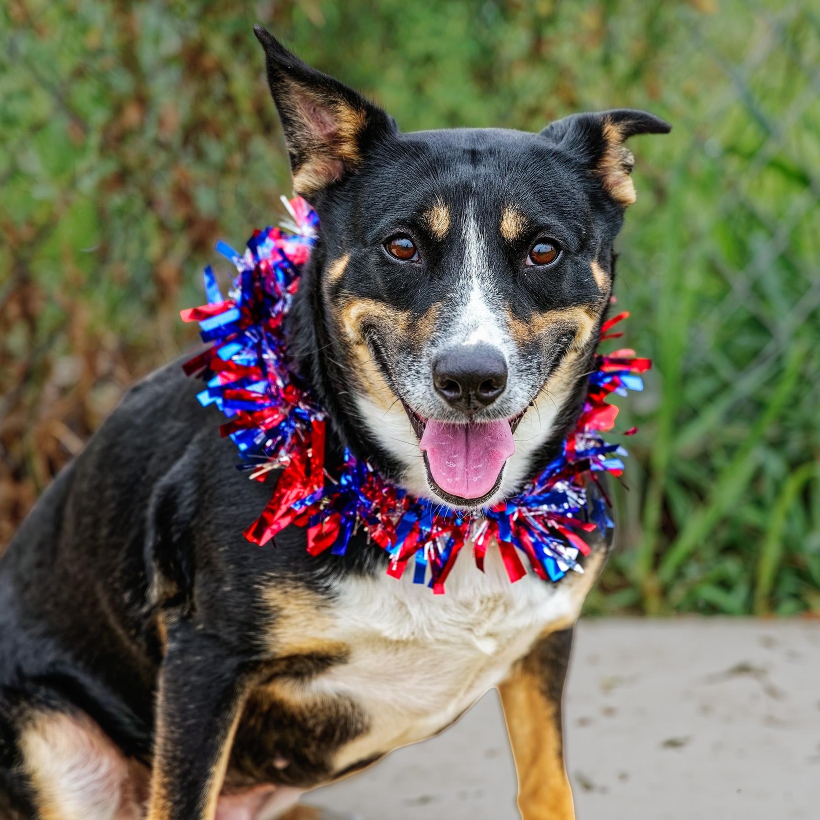 Missy, adopted, Adult Female Husky & German Shepherd Dog.