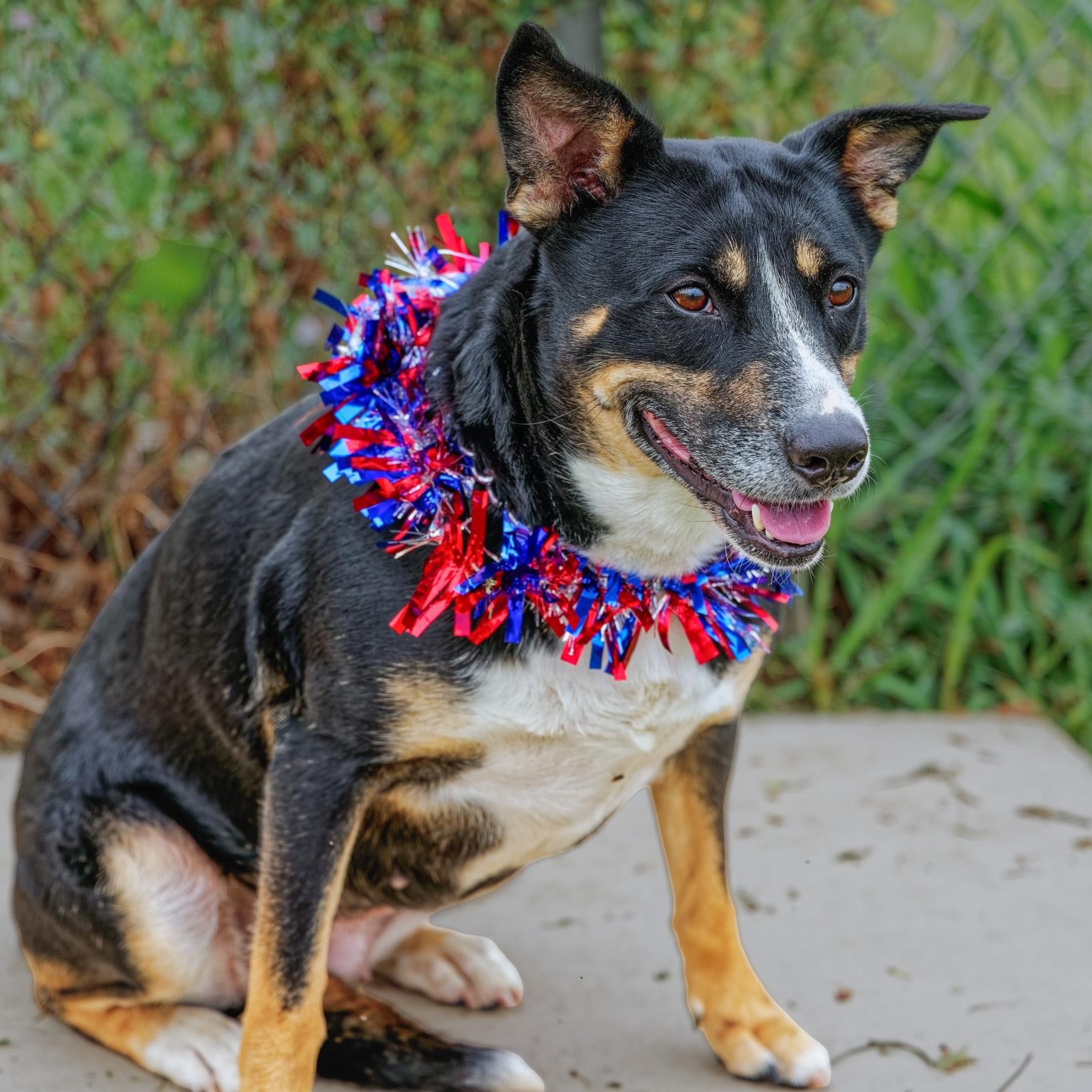 Enlarge Missy, an adopted mixed breed in Clarinda, IA image 4/5