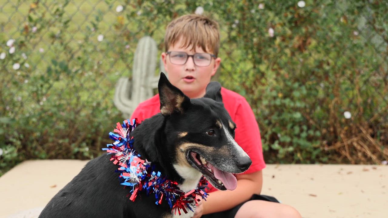 Enlarge Missy, an adopted mixed breed in Clarinda, IA video 5/5