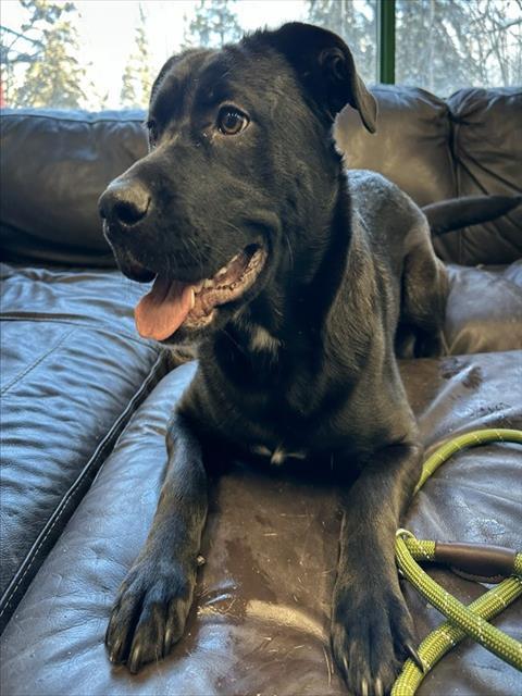 Enlarge SHAKIRA, a Adoptable mixed breed in Anchorage, AK image 1/1