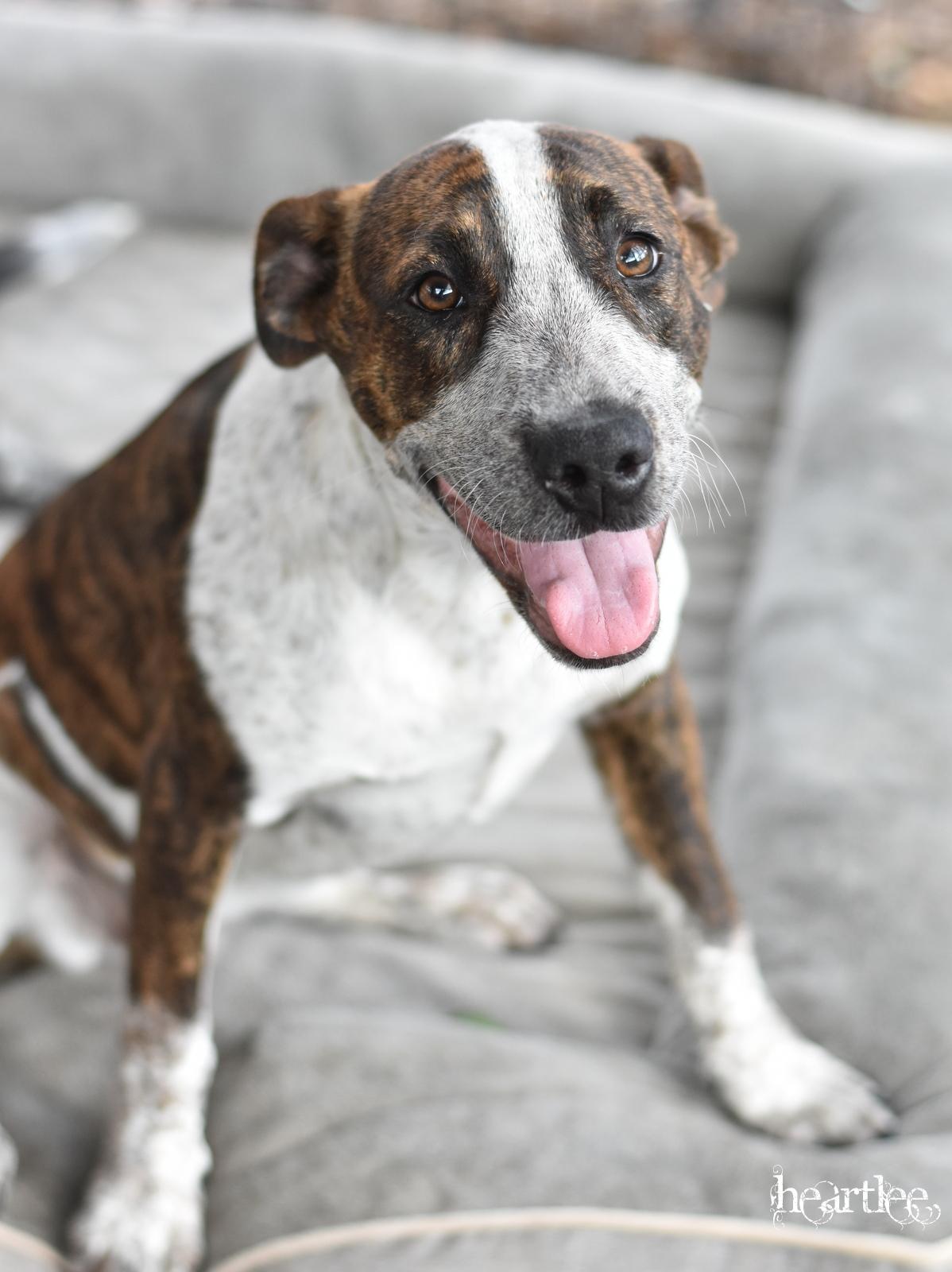 Heartlee — thumbnail 5