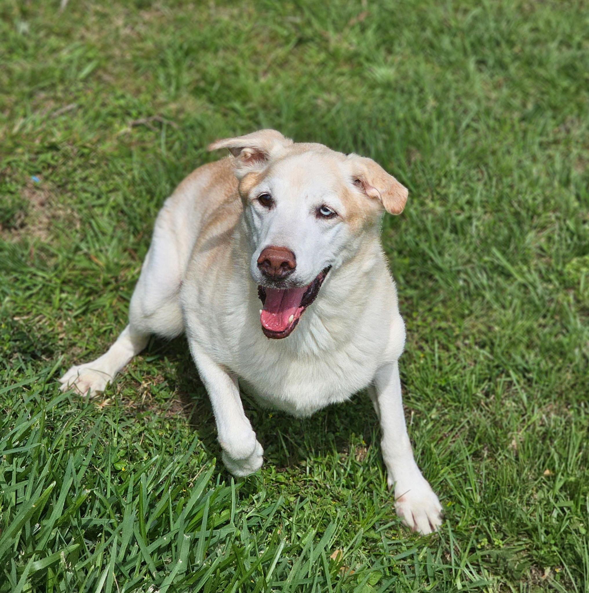 Enlarge THEODORE, a Adoptable mixed breed in Seattle, WA image 5/6