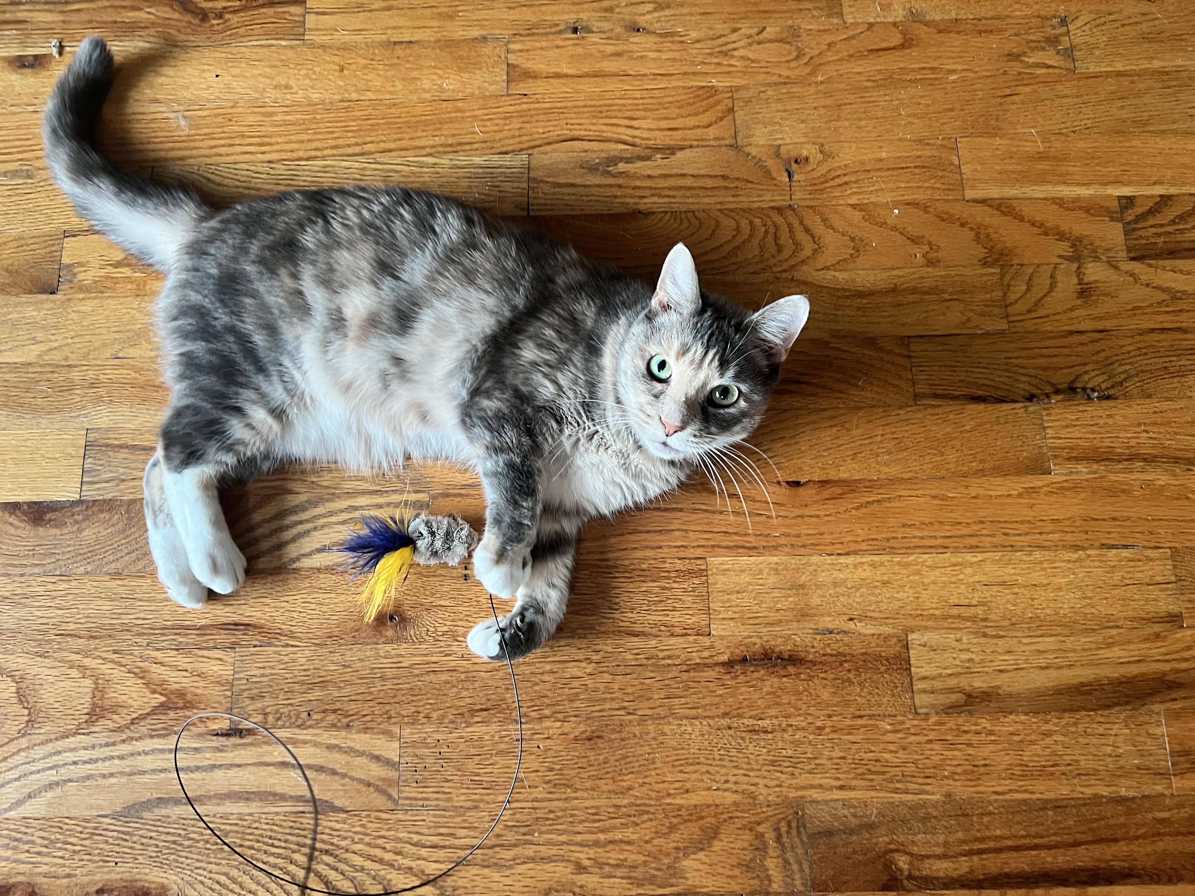 Ginger, Adoptable, Adult Female Domestic Short Hair.