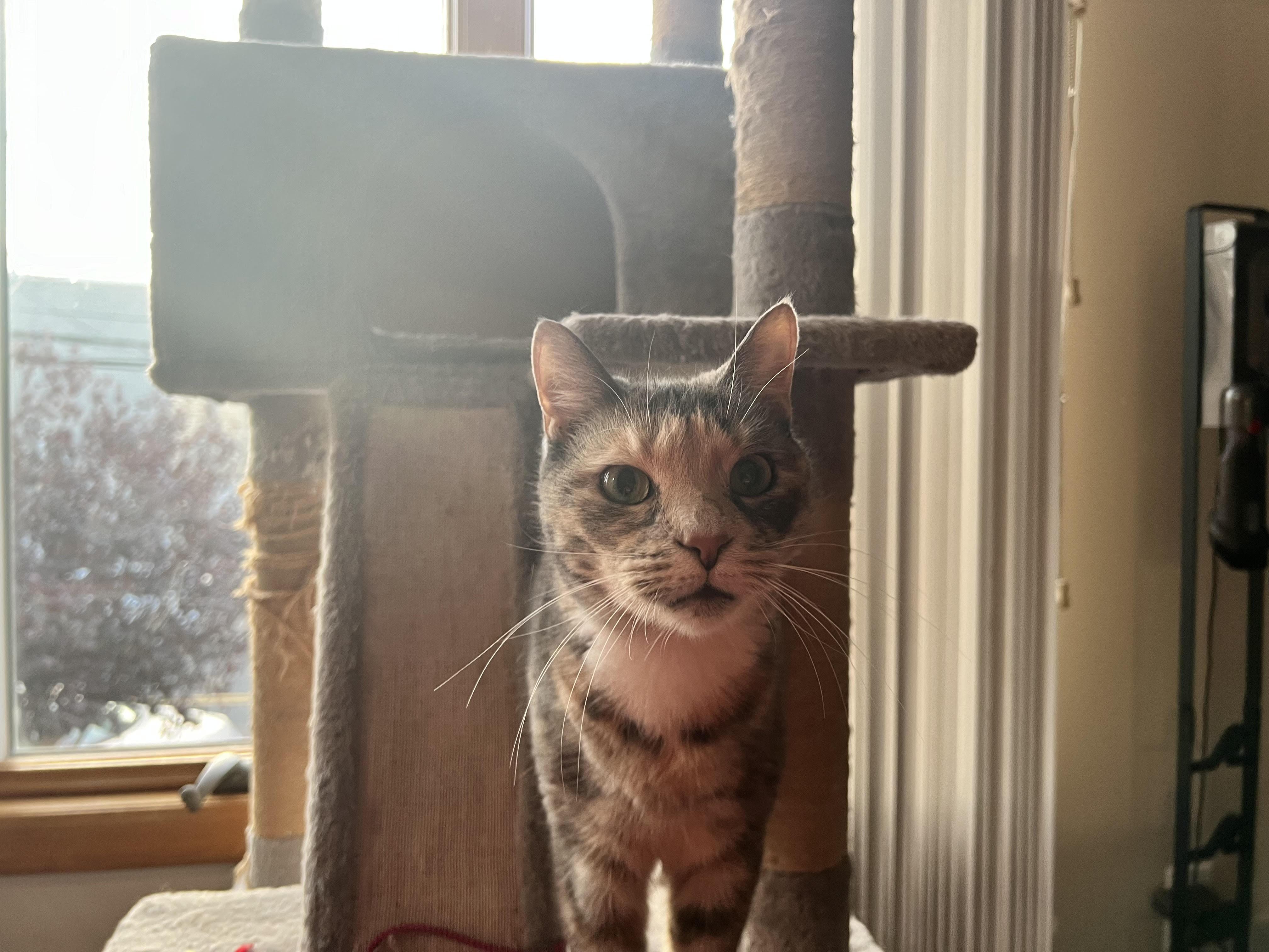 Ginger — thumbnail 2