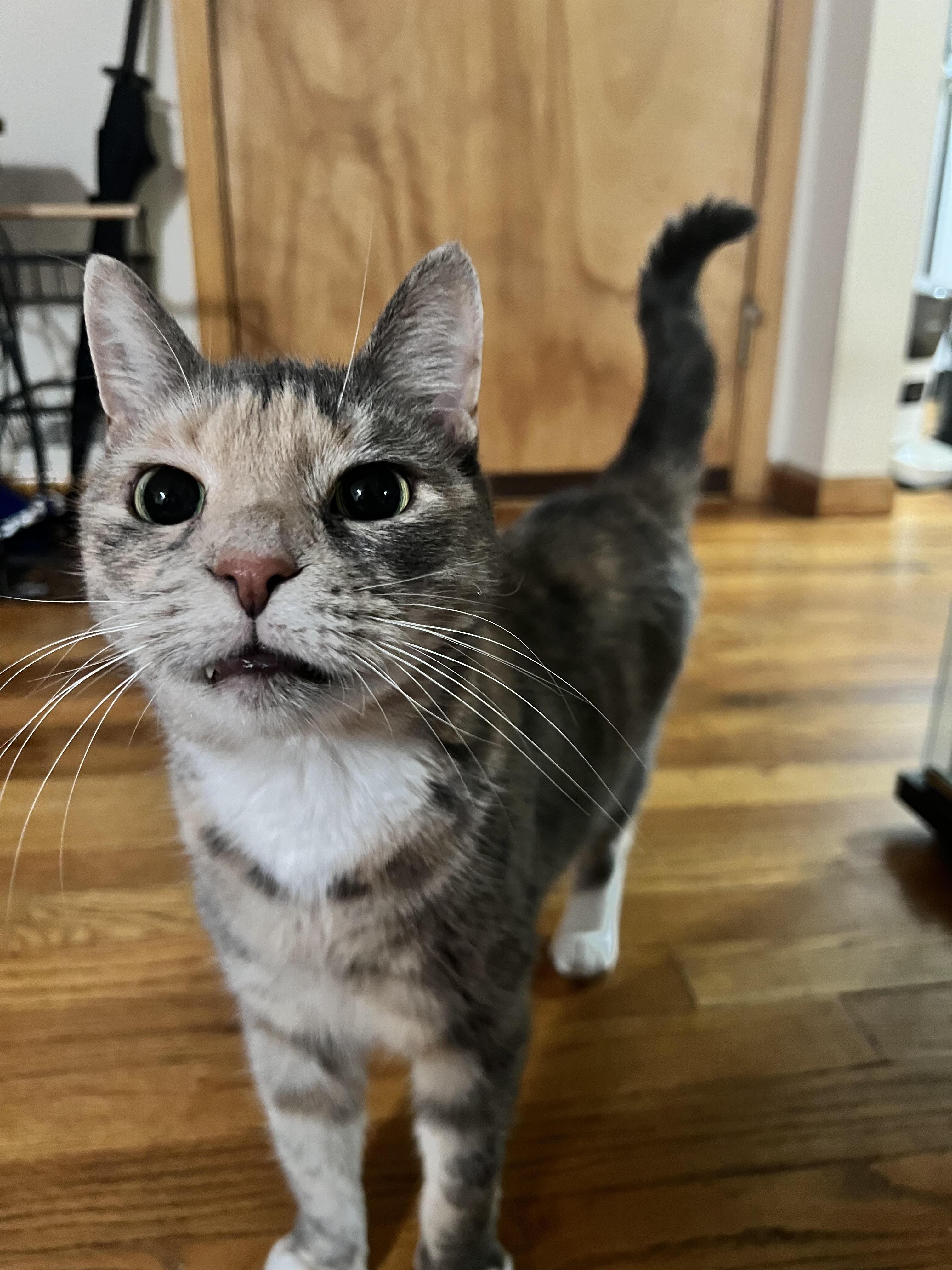 Ginger — thumbnail 3