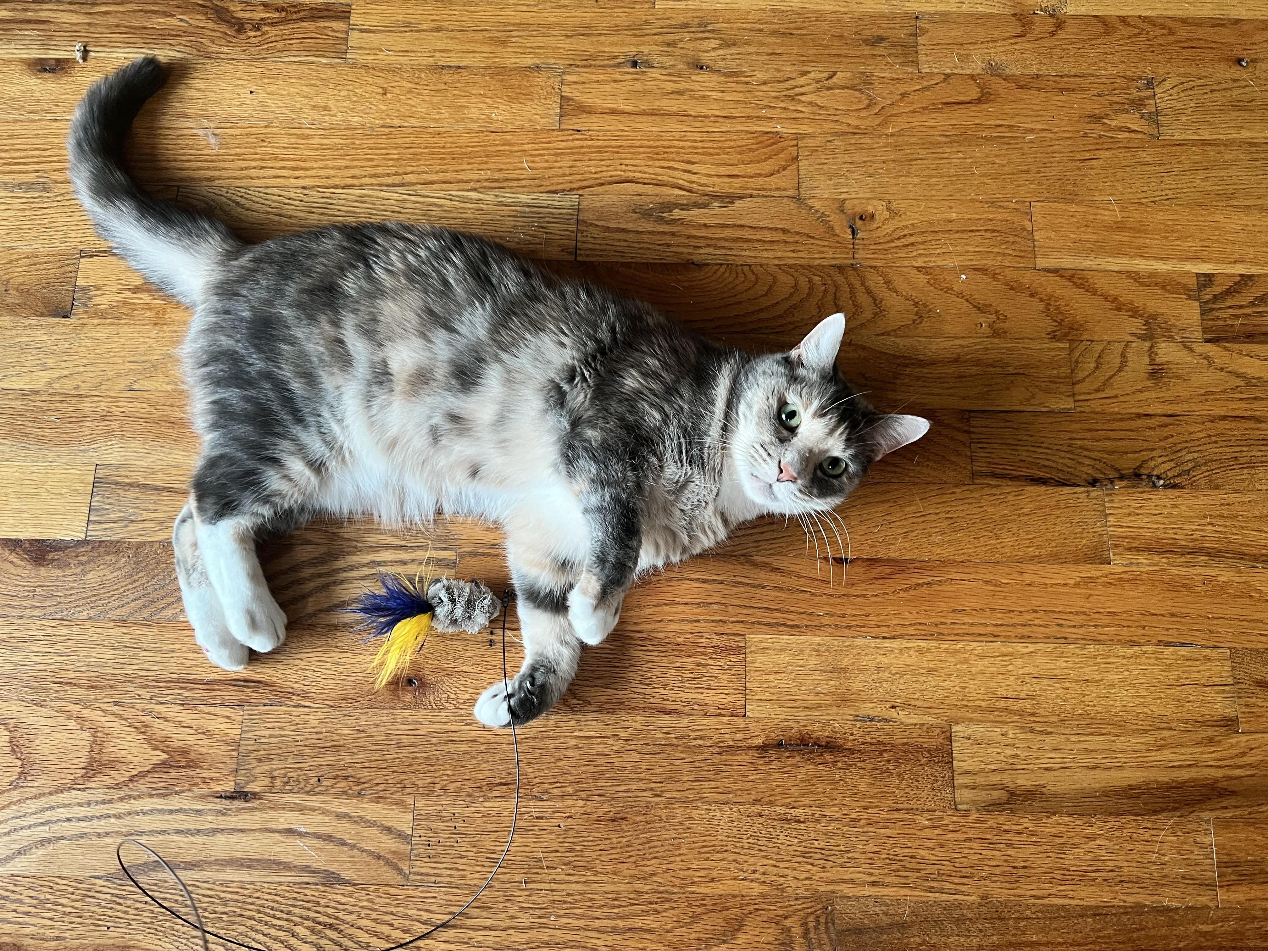 Ginger — thumbnail 4