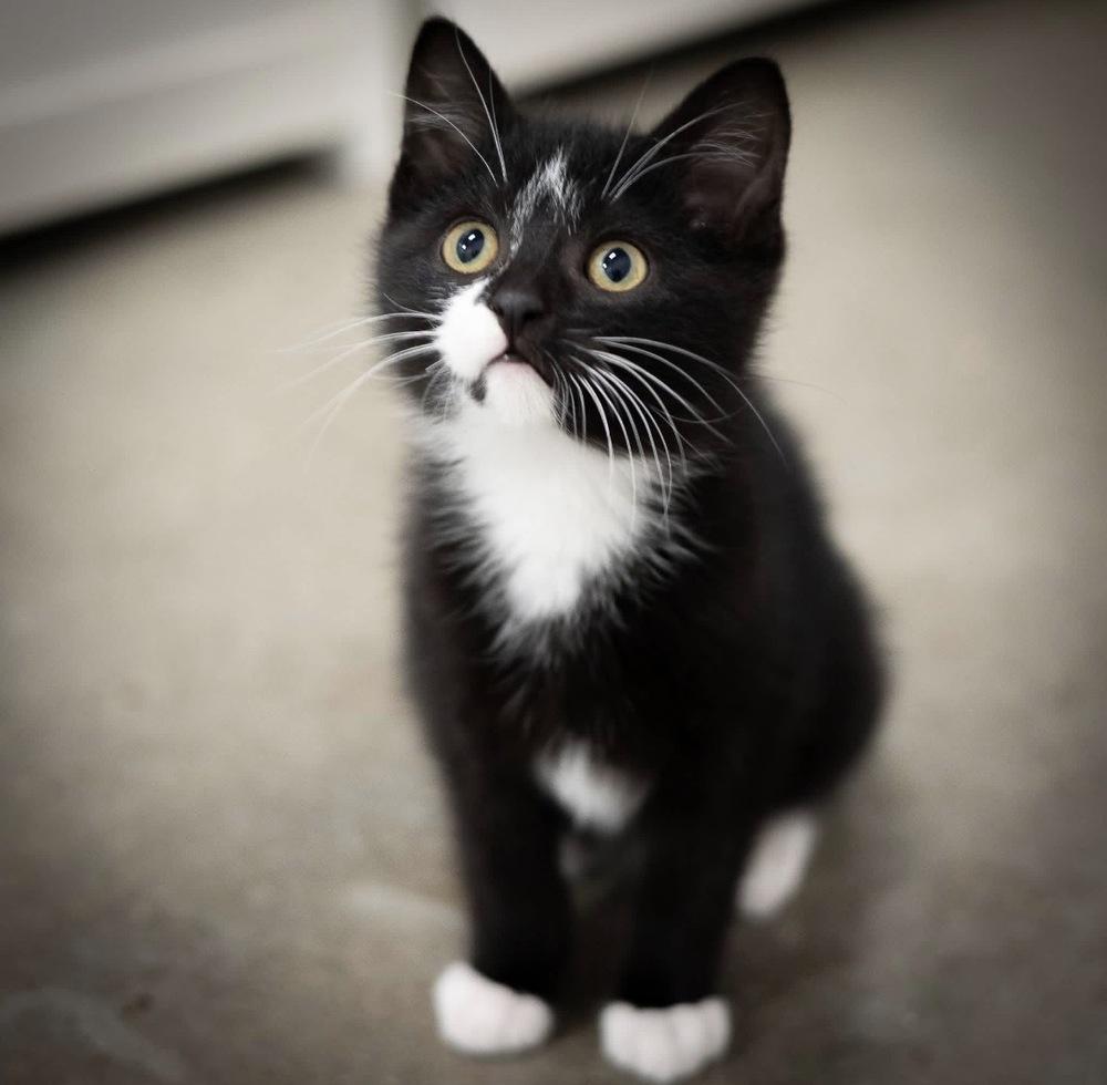 **Cat Cafe** Grape Juice, Adoptable, Kitten Male Domestic Short Hair.