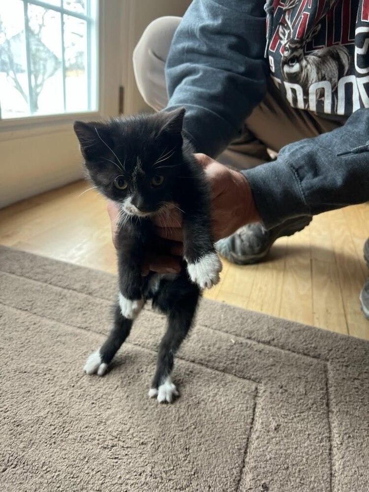 Enlarge **Cat Cafe** Grape Juice, a Adoptable Domestic Short Hair in Topeka, KS image 2/2
