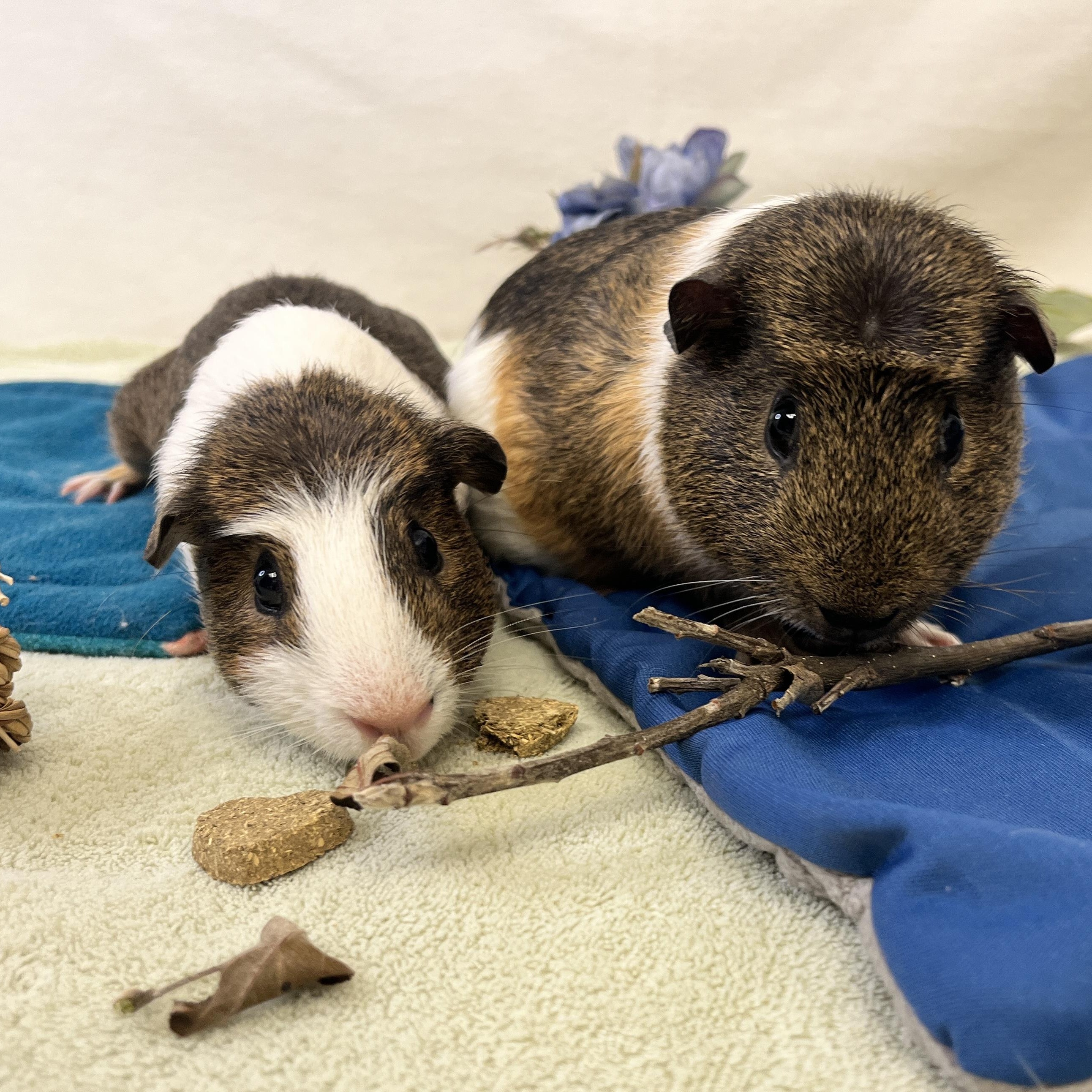 Enlarge Pudding & Tiramisu (male pair), a ADOPTABLE Abyssinian in Oakland, CA image 1/6