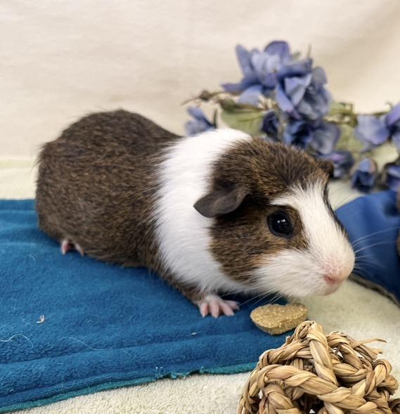 Enlarge Pudding & Tiramisu (male pair), a ADOPTABLE Abyssinian in Oakland, CA image 6/6