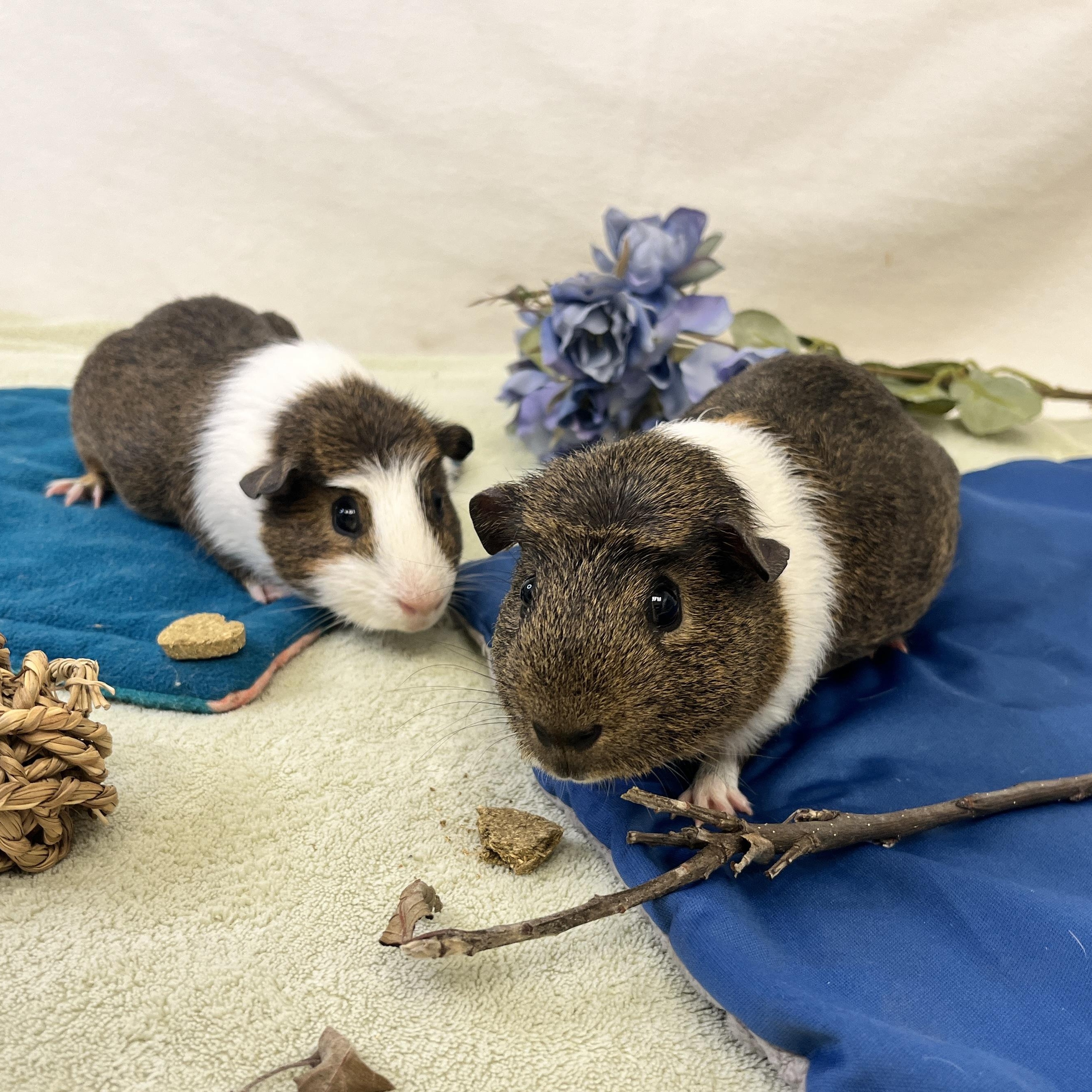 Enlarge Pudding & Tiramisu (male pair), a ADOPTABLE Abyssinian in Oakland, CA image 5/6