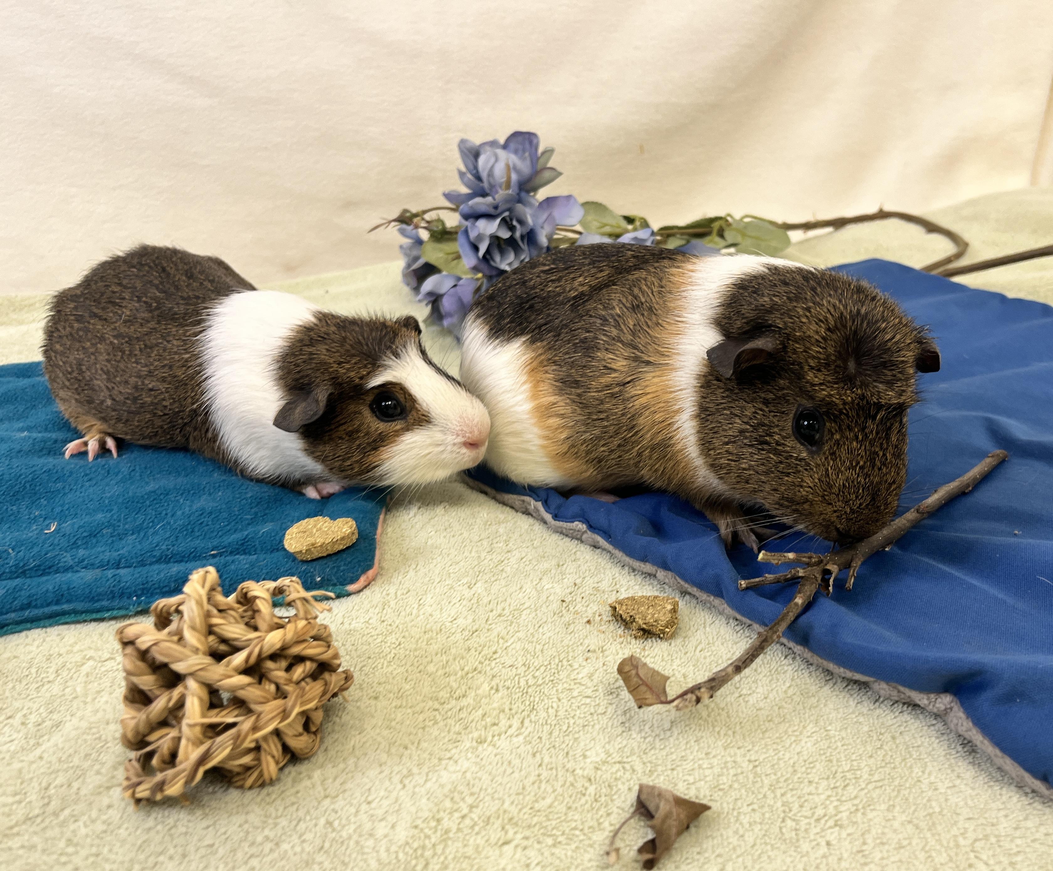 Enlarge Pudding & Tiramisu (male pair), a ADOPTABLE Abyssinian in Oakland, CA image 3/6