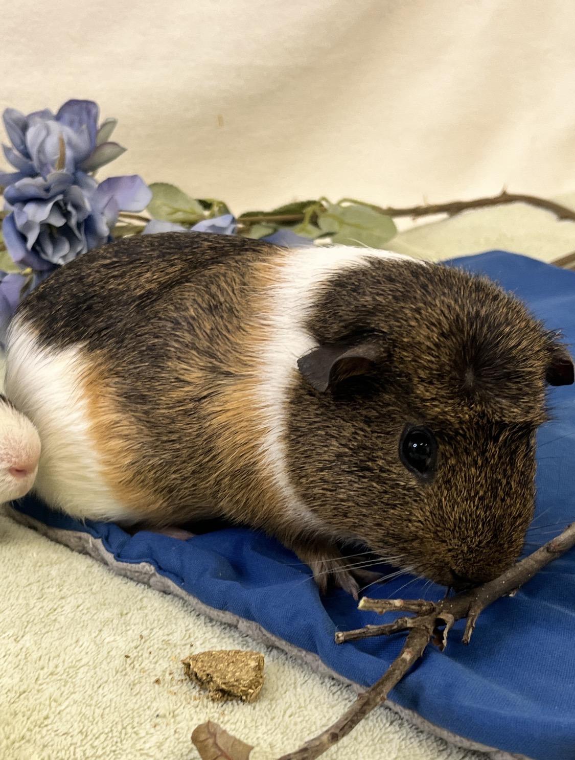 Enlarge Pudding & Tiramisu (male pair), a ADOPTABLE Abyssinian in Oakland, CA image 4/6