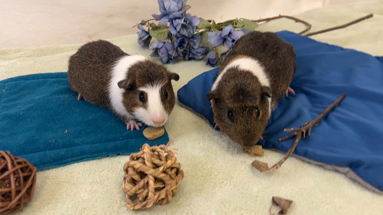 Enlarge Pudding & Tiramisu (male pair), a ADOPTABLE Abyssinian in Oakland, CA video 2/6