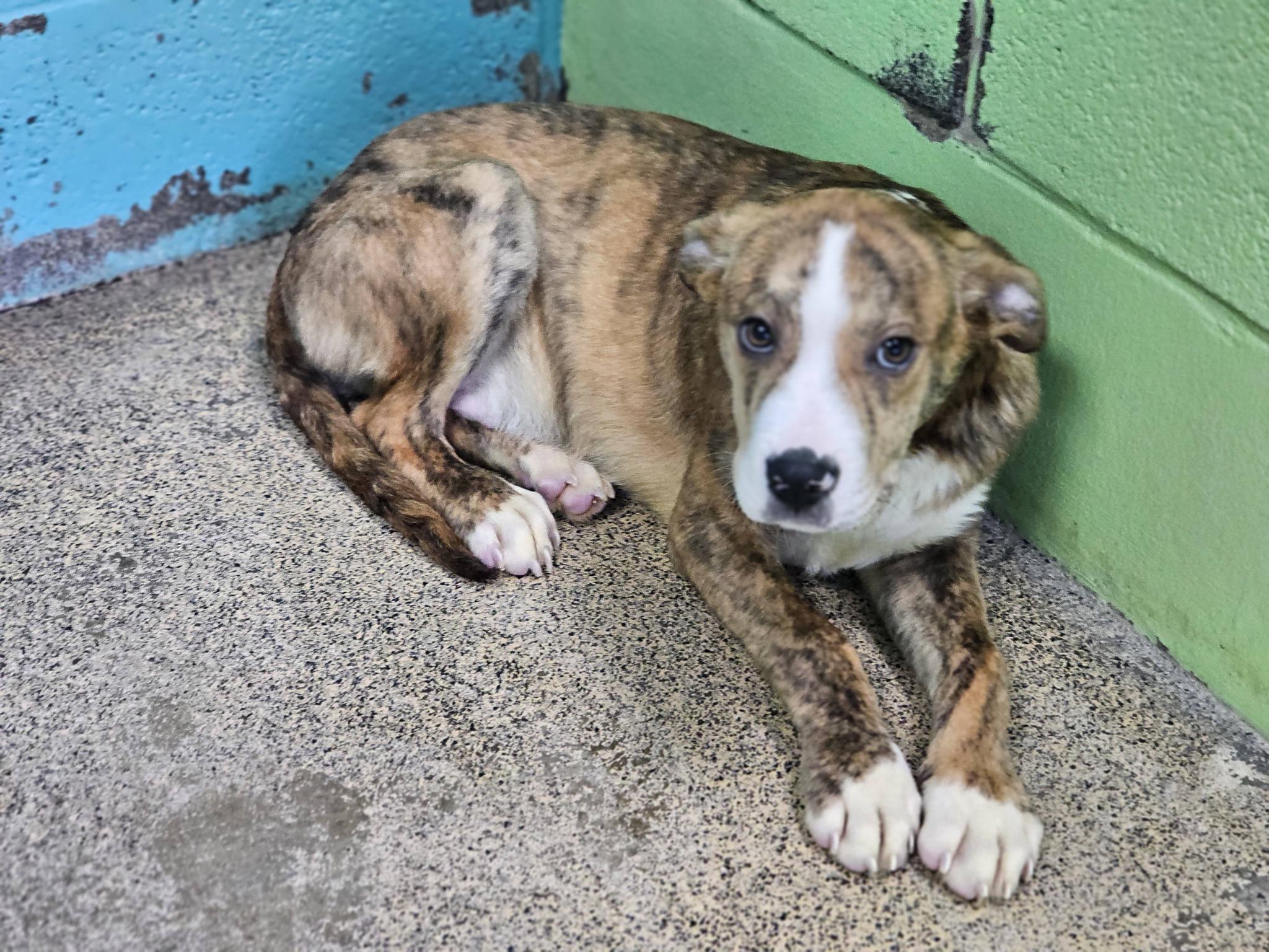 Enlarge Snickers, a ADOPTABLE Bulldog in Fort Payne, AL image 3/5