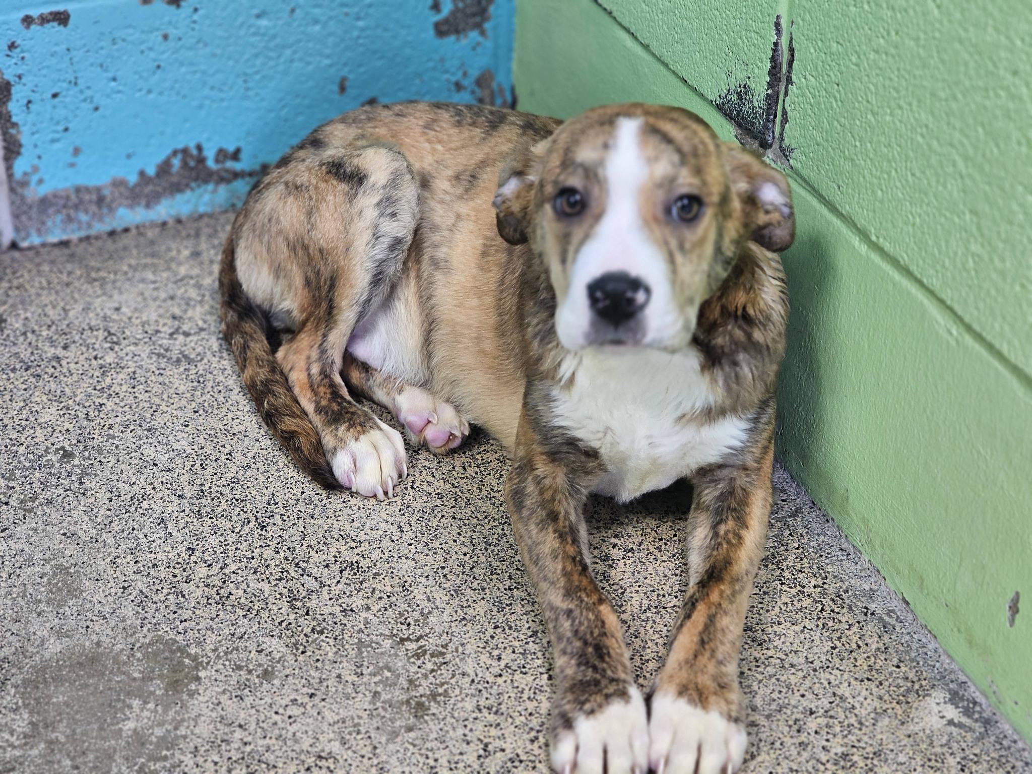 Snickers, ADOPTABLE, Young Male Bulldog.