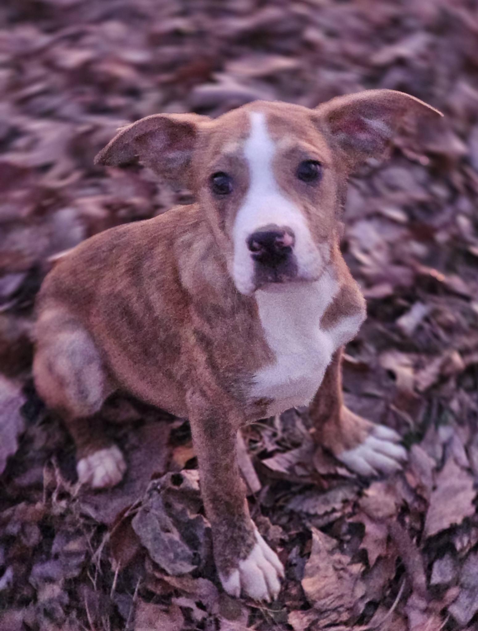 Enlarge Snickers, a ADOPTABLE Bulldog in Fort Payne, AL image 2/5
