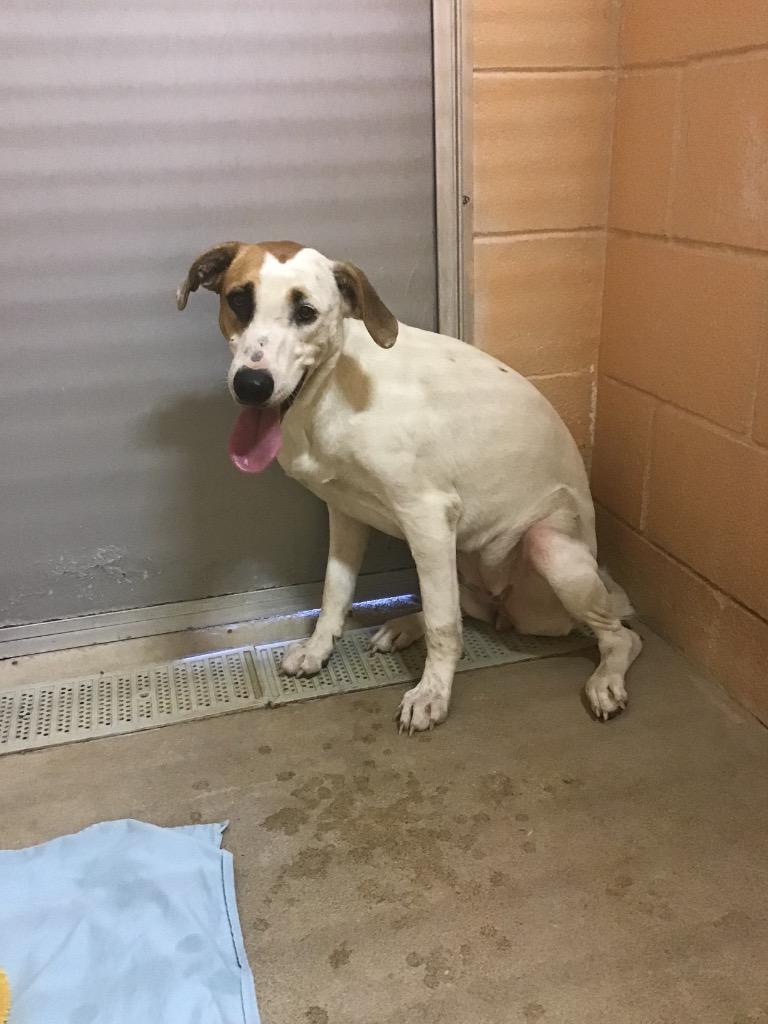 Enlarge Frankie, a Adoptable mixed breed in New Braunfels, TX image 1/1