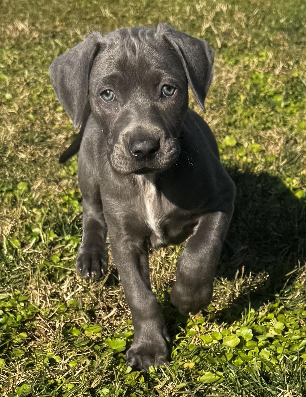 Enlarge Ember, an adopted mixed breed in Lincoln, CA image 3/3