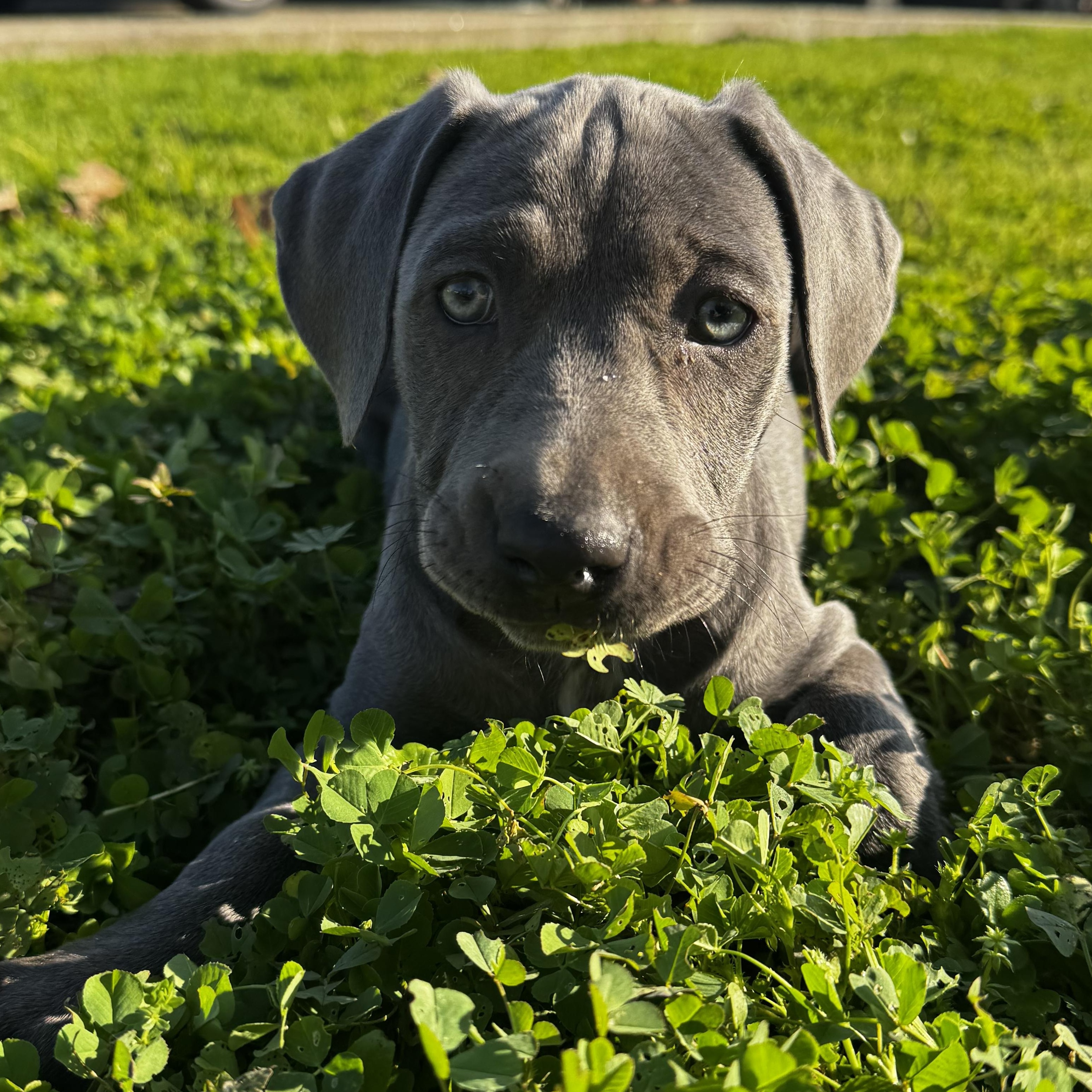 Enlarge Ember, an adopted mixed breed in Lincoln, CA image 2/3