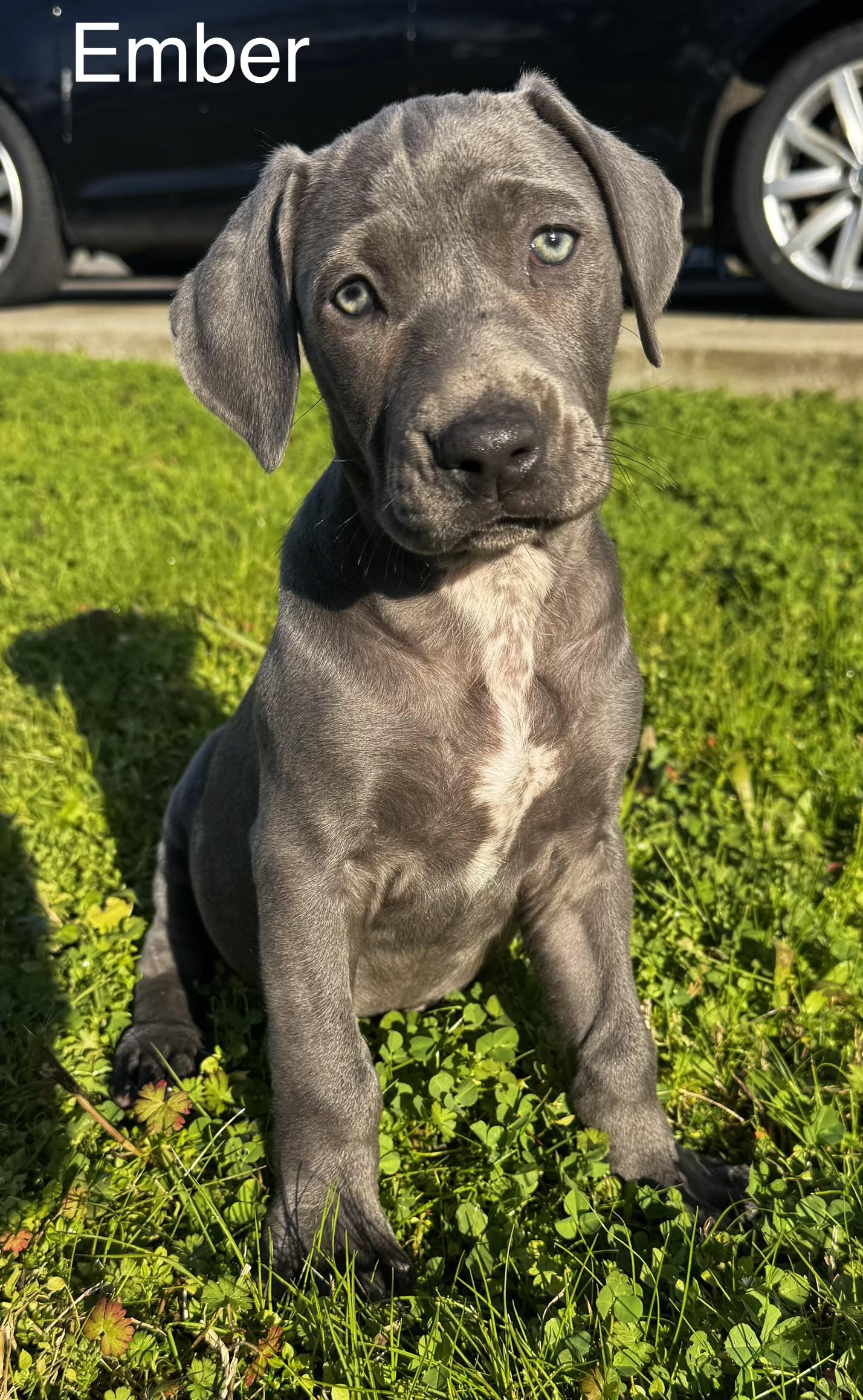 Ember, adopted, Puppy Female Weimaraner & Pit Bull Terrier.