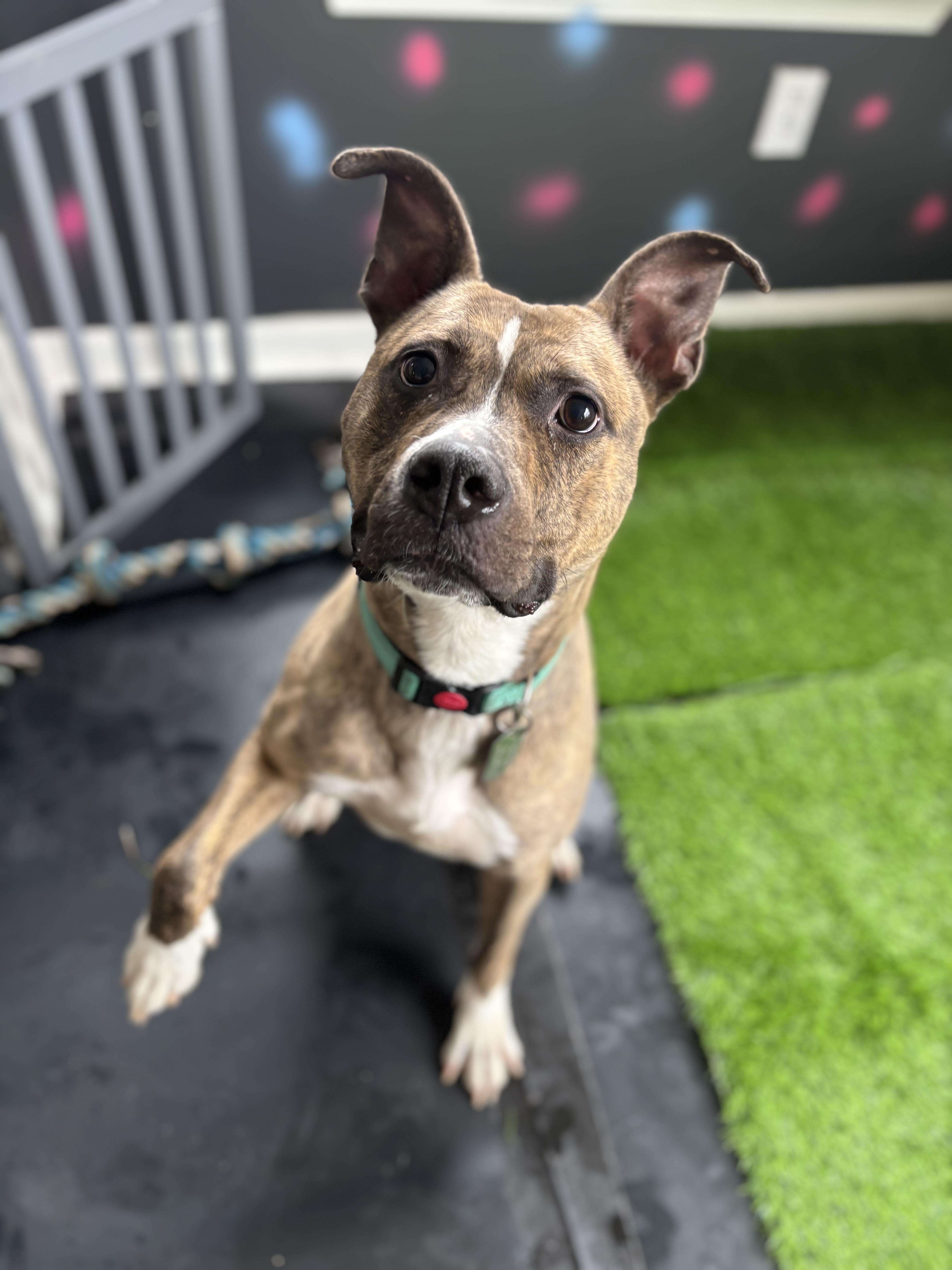 Enlarge Roxanne, a Adopted mixed breed in Felton, PA image 1/5