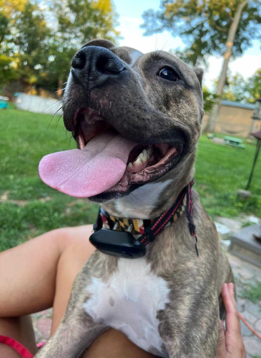 Enlarge Roxanne, a Adopted mixed breed in Felton, PA image 3/5