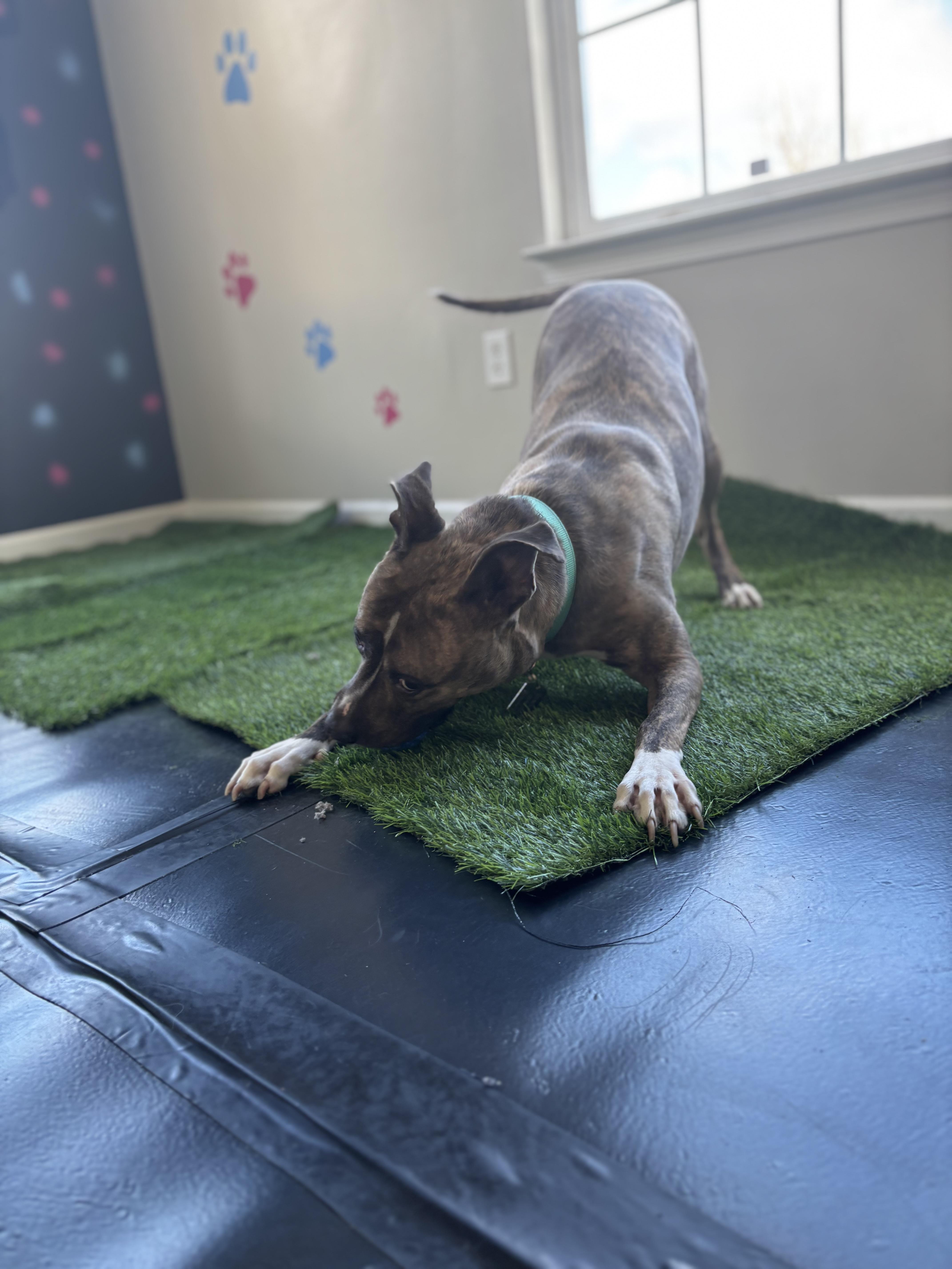 Enlarge Roxanne, a Adopted mixed breed in Felton, PA image 5/5