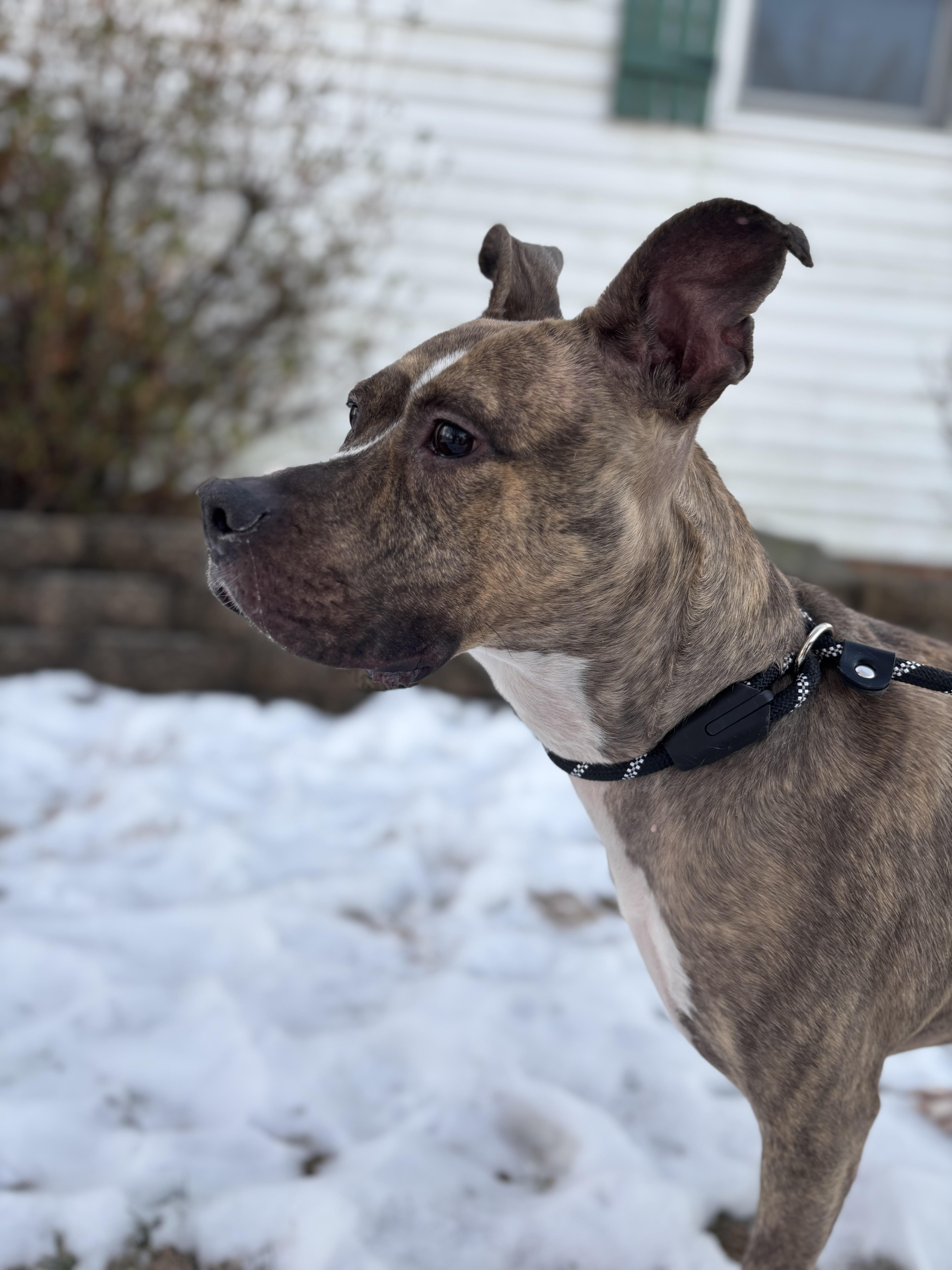 Enlarge Roxanne, a Adopted mixed breed in Felton, PA image 2/5