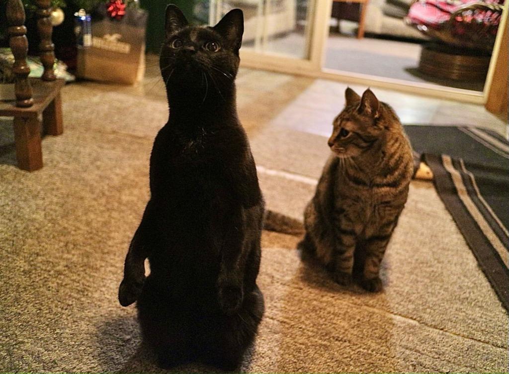 Scamper **COURTESY LISTING**, Adoptable, Senior Female Domestic Short Hair.