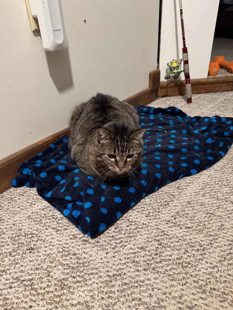 Enlarge Scamper **COURTESY LISTING**, a Adoptable mixed breed in Peru, NY image 3/3