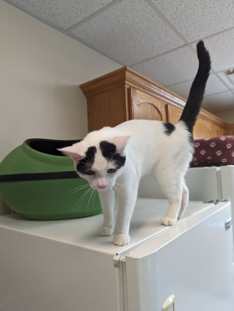 Basil, Adopted, Young Male American Shorthair.