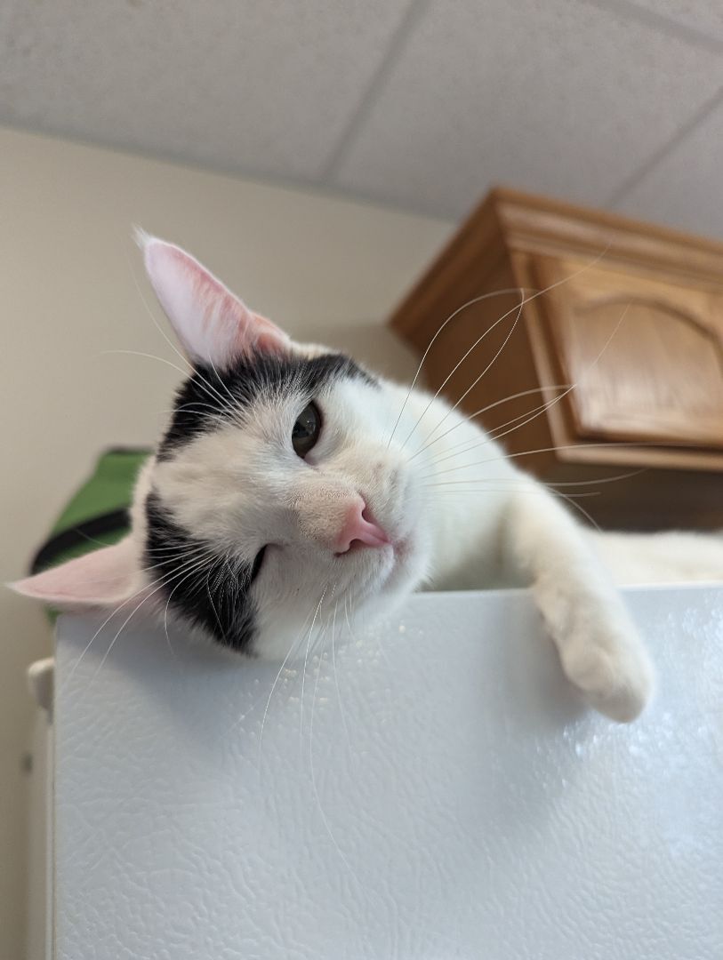 Basil, a Adopted American Shorthair in Clarksville, TN image 2/12