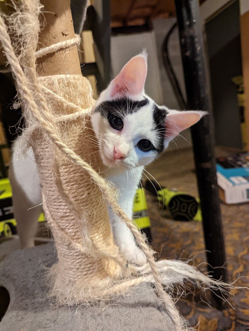 Basil, a Adopted American Shorthair in Clarksville, TN image 3/12