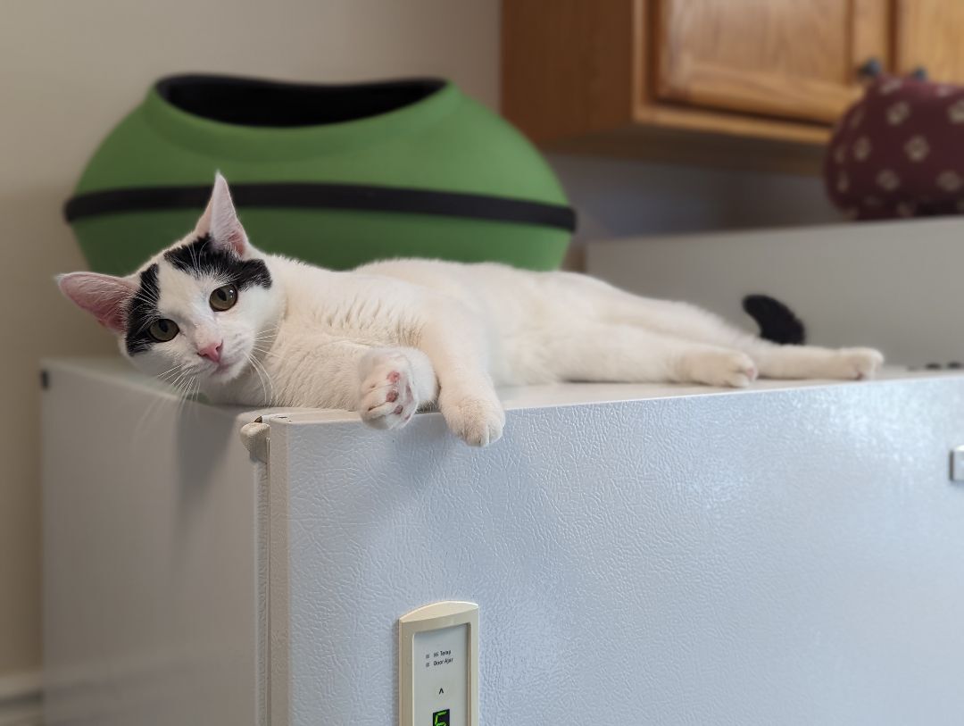 Basil, a Adopted American Shorthair in Clarksville, TN image 4/12